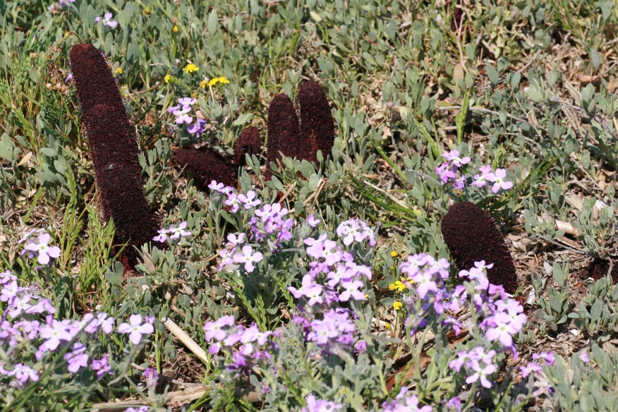 Cynomorium coccineum - fungo di Malta